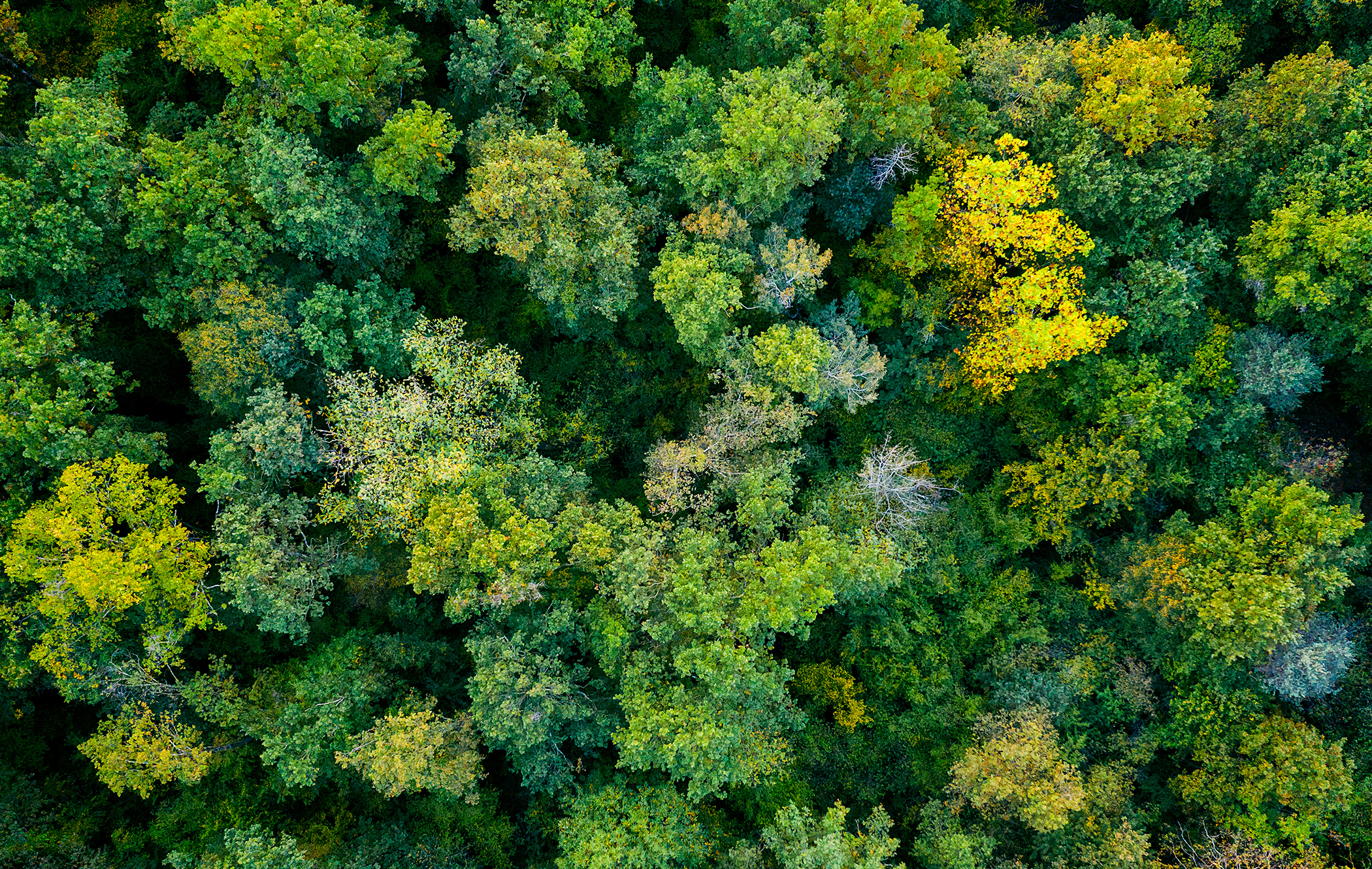 Wald von oben